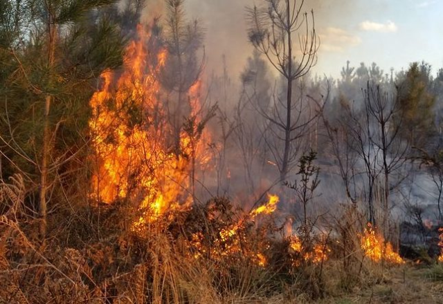 In Piemonte massima pericolosità per incendi boschivi