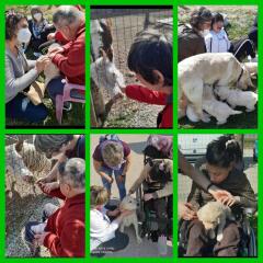 Auguri di pace: le ultime attività del Centro diurno Il Girasole