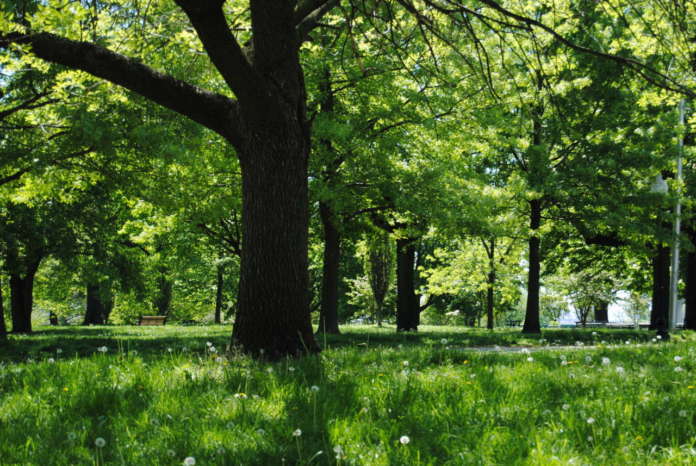Il Comune deve abbattere alcuni alberi danneggiati