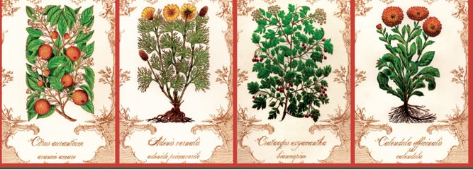 L'Erbario di Elide in mostra