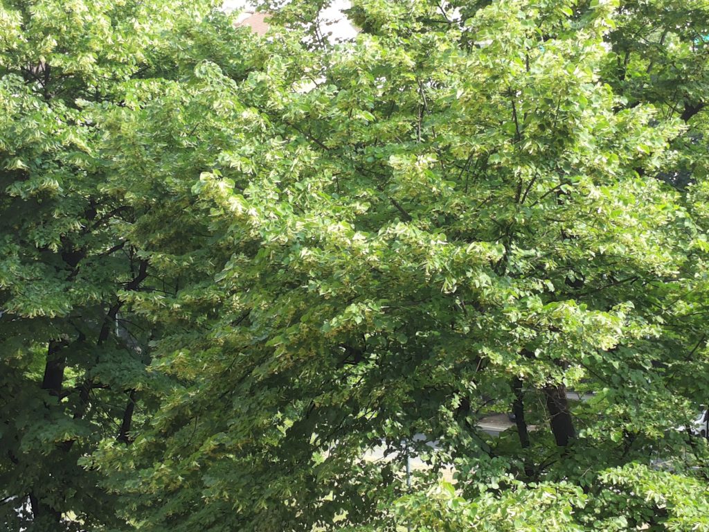 Bra: Sportello forestale in municipio anche nel 2020