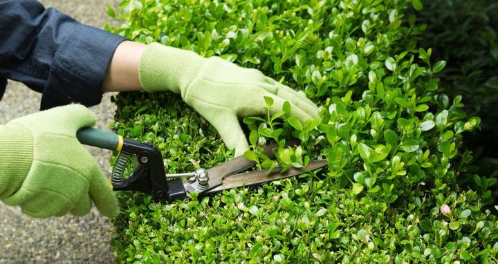 Bra: raccolta sfalci e scarti vegetali, il calendario fino a novembre