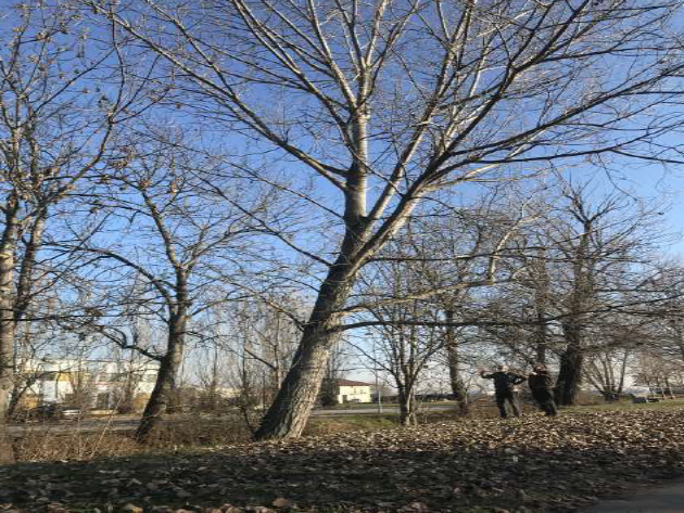 Bra, si abbattono tre alberi a rischio caduta, verranno sostituiti